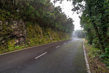 Fototapeta na wymiar Empty road surrounded by rocks and trees. Cloudy and foggy weather. Tenerife, Anaga