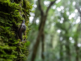 Snail moving on the tree in rain forestof Anaga, Tenerife
