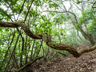 Curved old tree branch with on a background of trail and trees, in the forest of Anaga, Tenerife