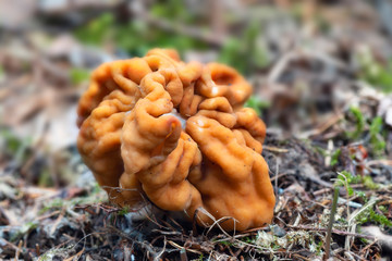 Gyromitra gigas, commonly known as the snow morel, snow false morel, calf brain, or bull nose, a wild edible mushroom, closeup macro