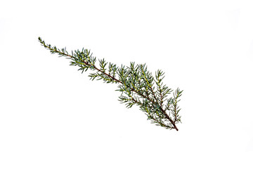 Fresh twig cypress plants on a white background