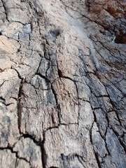 driftwood wood old aged