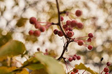 Rowan in the City Park