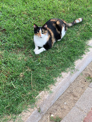 cute motley cat on green grass