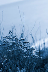 Beautiful sea landscape and flowers on the foreground toned picture, color of the year 2020 classic blue