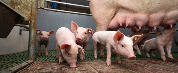 Abferkelstall - Größere Buchten, mehr Bewegung für die Muttersau © Countrypixel