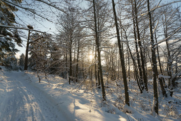 Photography of the beauty of nature within winter in Russia. Trees are standing in hoarfrost. The texture of white snow and green needles. Concepts of Russian extreme tourism.