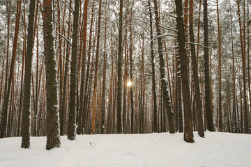 Photography of the beauty of nature within winter time. Evergreen trees had been covered by snow. Concepts of Russian extreme tourism.