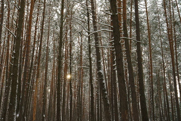 Fototapeta premium Photography of the beauty of nature within winter time. Evergreen trees had been covered by snow. Concepts of Russian extreme tourism.