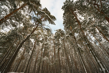 Photography of the beauty of nature within winter time. Evergreen trees had been covered by snow. Concepts of Russian extreme tourism.