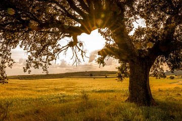  tree and wheat field in a sunset - obrazy, fototapety, plakaty