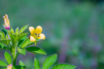 Obraz na płótnie Canvas yellow flower on green blurred background. yellow wild flowers