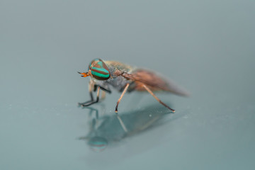 green eyed fly