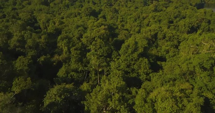 Amazon Jungle Tilt Up Dramatic Aerial. Thick Rainforest Producing Oxygen For Atmosphere
