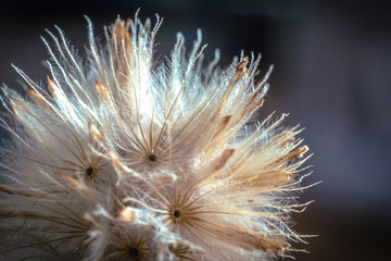 fuzzy dandelion flower