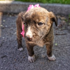 Little Pooch Puppies with Bow Decoration