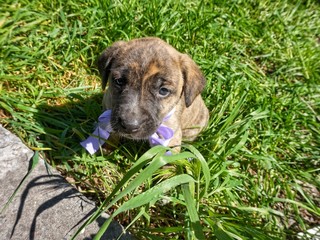 Little Pooch Puppies with Bow Decoration