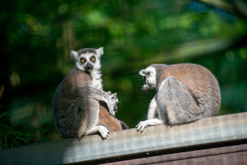 Two lemurs with tails up they go in front of each other