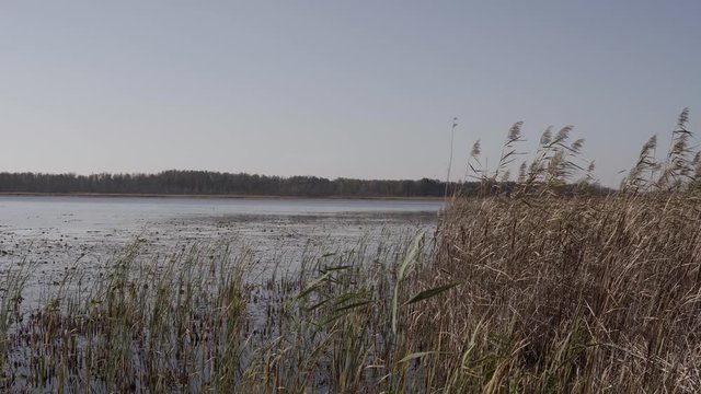 Landscape over a lake with cane waving on a wind near shore
