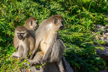 Family of vervet monkeys in early morning sunlight, Entebbe, Uganda, East Africa