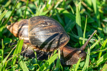 Giant African Snail (Achatina fulica) Entebbe, Uganda