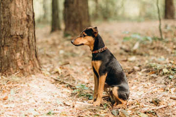 German dog jagdterrier sitting in the forest.