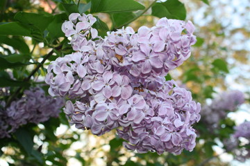 Obraz premium blooming beautiful lilac in the garden