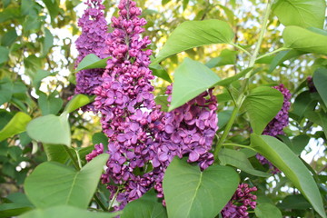 Fototapeta na wymiar blooming beautiful lilac in the garden