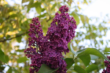 blooming beautiful lilac in the garden