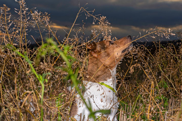 Jack Russell Terrier for a walk in the autumn forest.