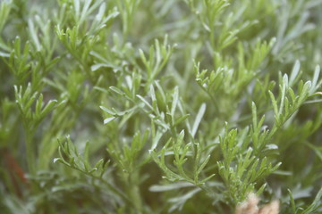 summer background of green bush