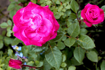 Red rose flower drops on green grass background. Fresh beautiful scarlet rose in the garden on a background of blurry green foliage. Soft focus.