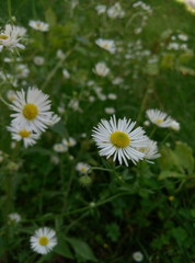 Fototapeta premium blooming chamomile flowers in the country