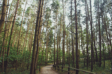 Pathway in green forest during spring time. Blurred people walking in the forest.