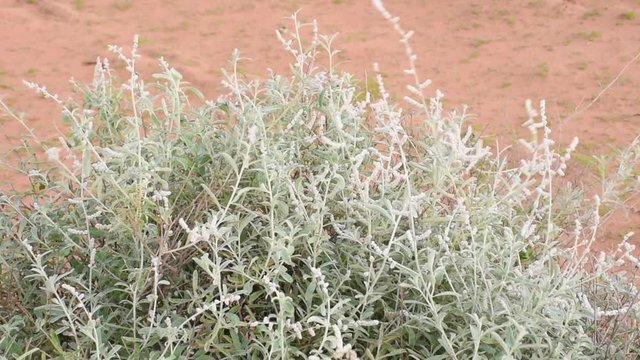 White desert flowers, white saxaul (Haloxylon persicum) or Ghada, blowing in the wind in the sand dunes of the United Arab Emirates. 