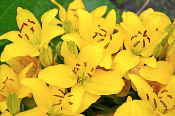 Large flowers of yellow lily
