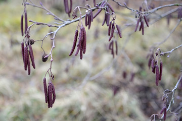 Male earrings of European black alder (Alnus glutinosa L.) on the branch