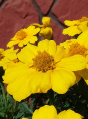 yellow blooming flowers in the country