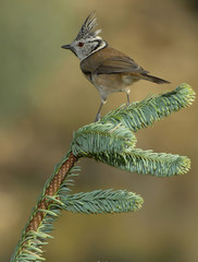 Herrerillo capuchino