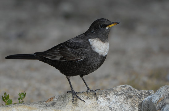 Mirlo Capiblanco
