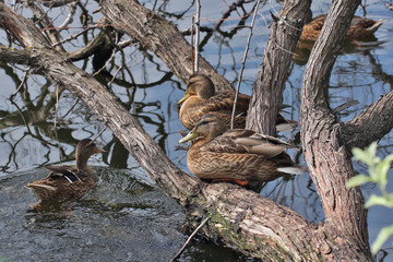 Ducks climbed on a fallen tree in the water and bask in the sun.