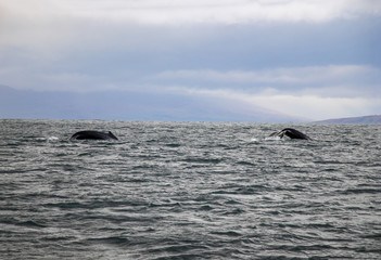 Obraz premium Two humpback whales in Iceland