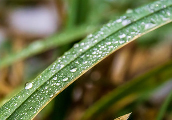 dew on the grass