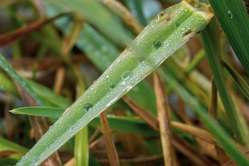 dew on the grass