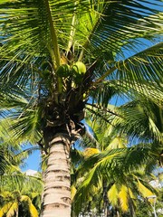 coconut tree with coconut