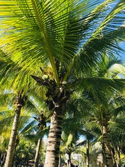coconut tree with coconut