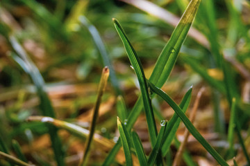 grass with dew