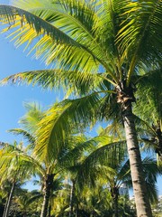coconut tree with coconut