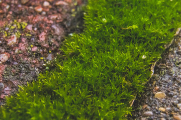moss on the wall