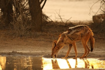Black-backed Jackal (Canis mesomelas) drinking water.